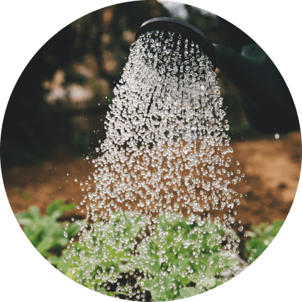 watering plants