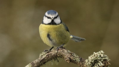 bird on branch