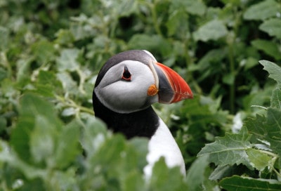 puffin