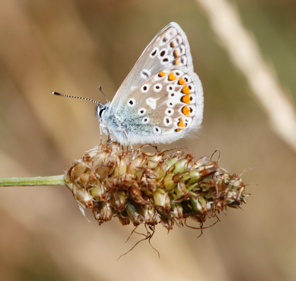 Common Blue Butterfly July 2013