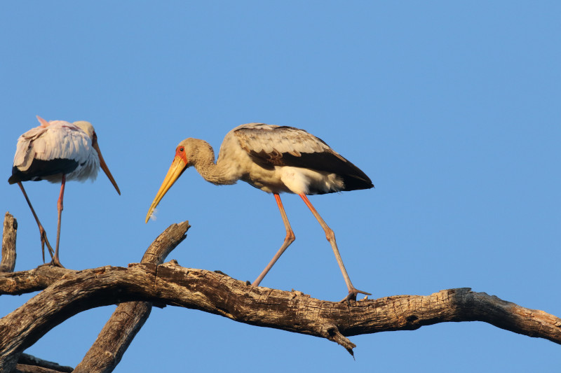 2 storks in tree