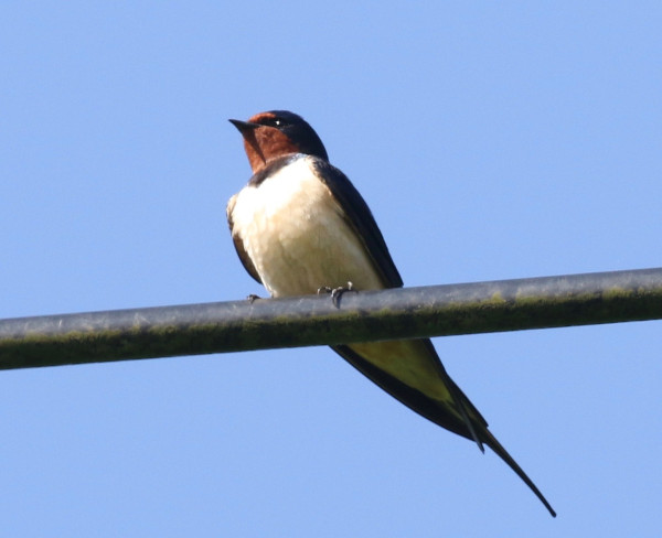 barn swallow