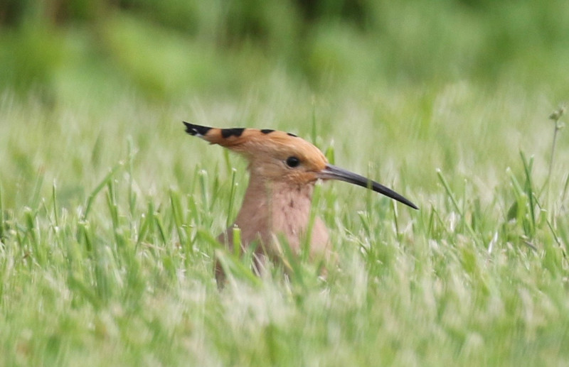 eurasian hoopoe