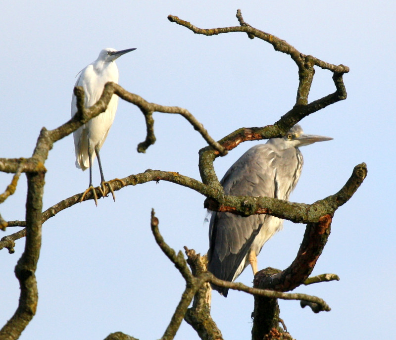 egrets in tree
