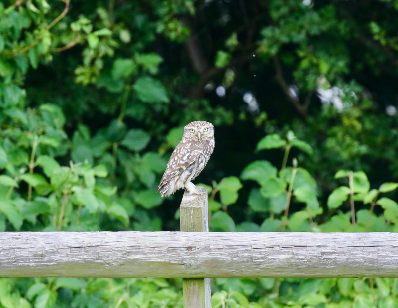 little owl on fence post