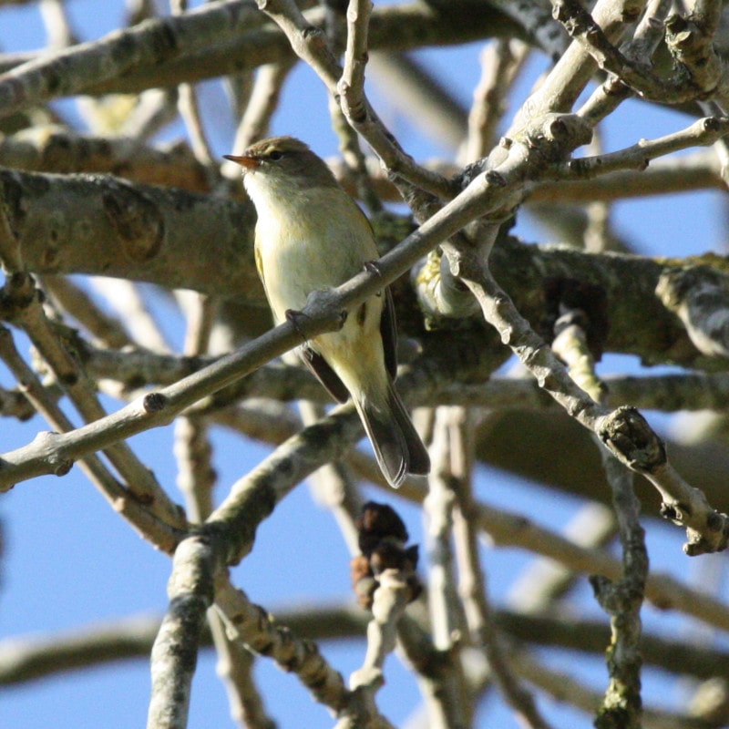 common chiffchaff