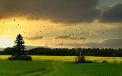 countryside sunset with birds