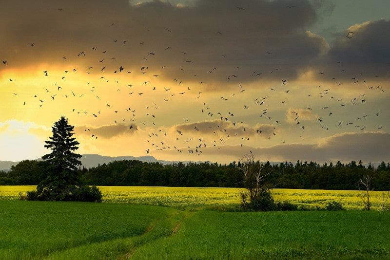 countryside sunset with birds