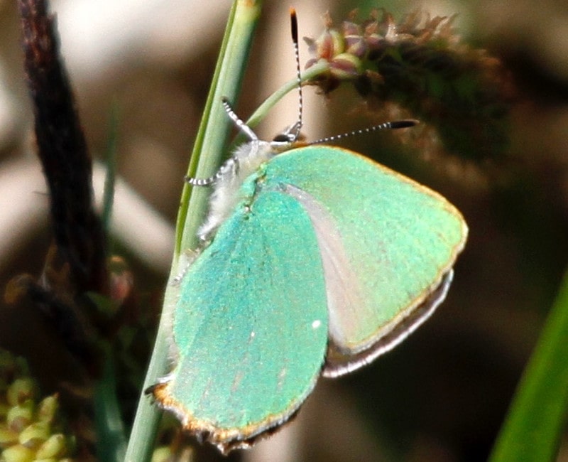 Green Hairstreak Rodbourne Common