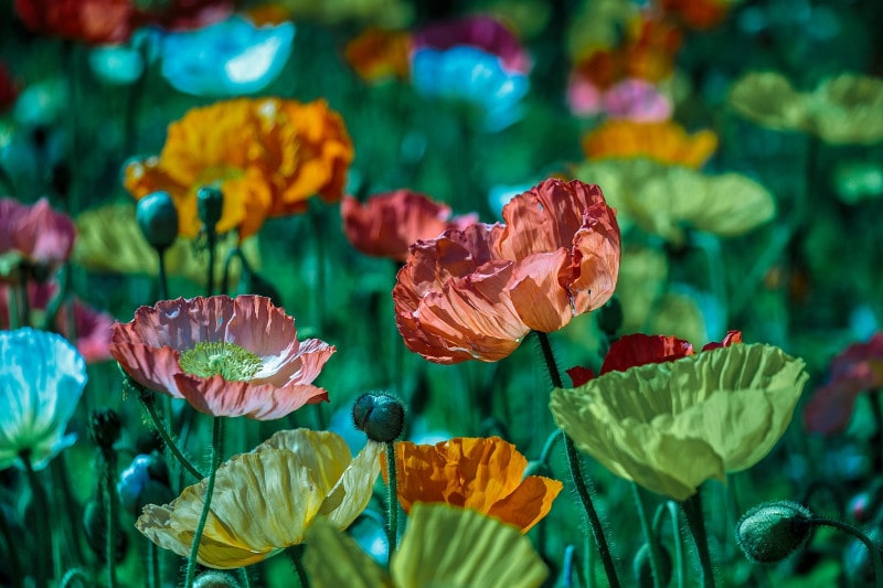 flowers in bloom in field