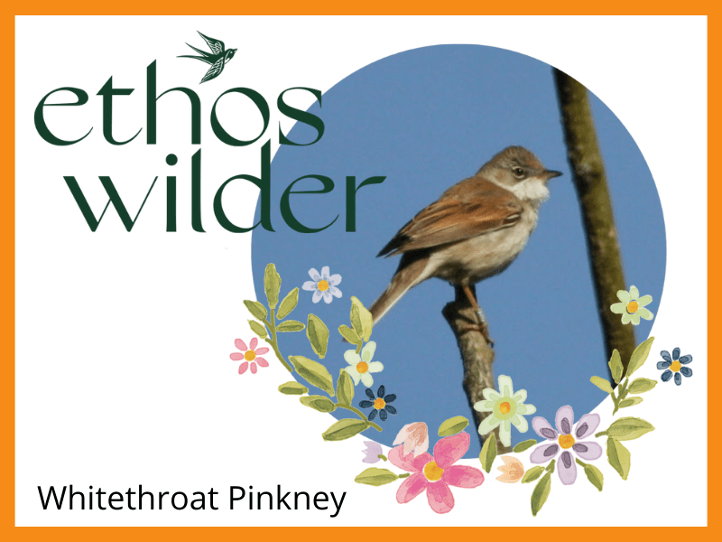 Ethos Wilder Whitethroat Pinkney