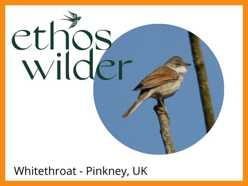 Whitethroat Pinkney UK