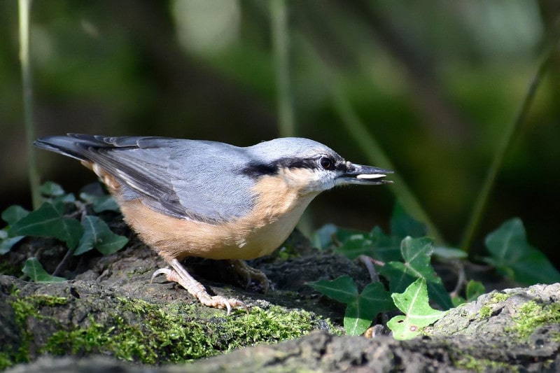 nuthatch bird