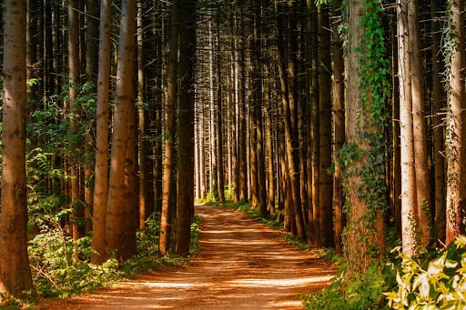 pathway through a forest