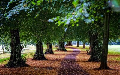 Autumn in Beddington Park