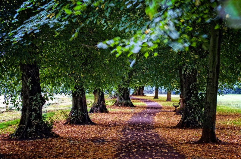 Autumn in Beddington Park