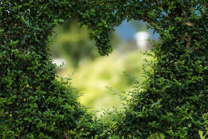 heart shape cut into foliage
