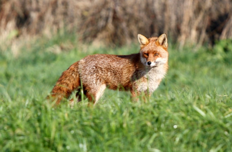 japanese red fox