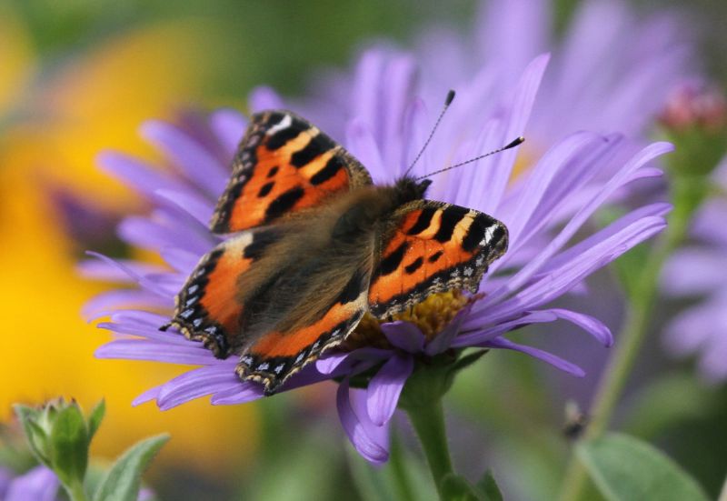 Thriving Places for Nature and People