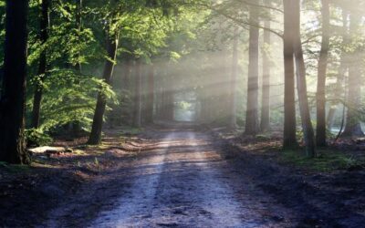 Rethinking Progress: The Common Good as a Catalyst for Systemic Transformation – Part 3 of 3